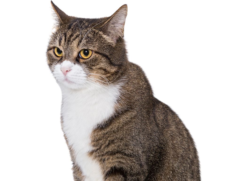 striped adult cat on white background
