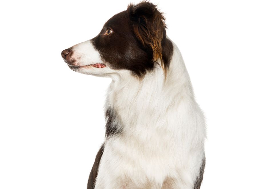 brown border collie dog on white background
