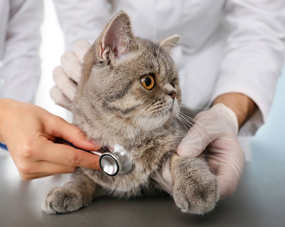vets checking gray furry cat