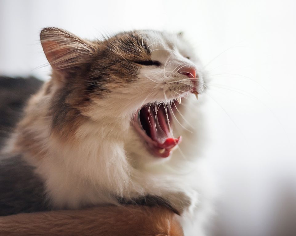fluffy cat yawning