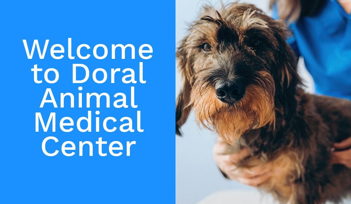 welcome-to-doral-animal-medical-center