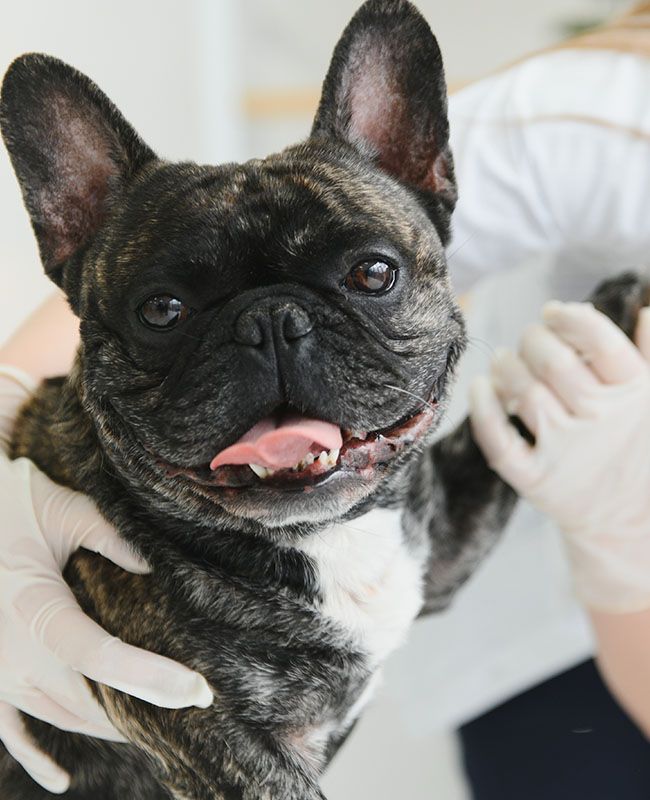 french bulldog dog veterinarian doctor hand vet clinic