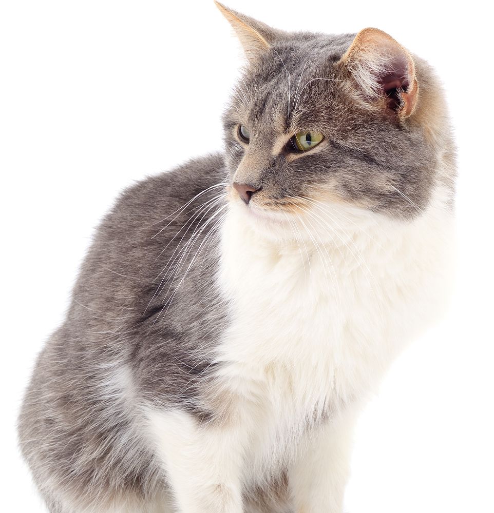 adult cat on white background