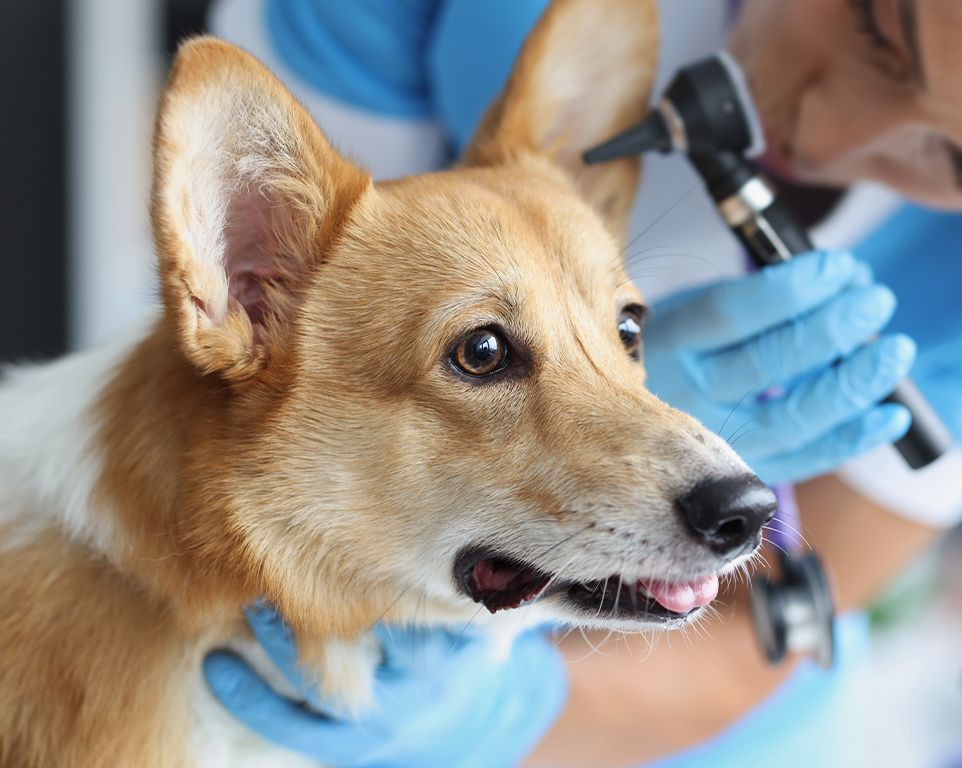 vet checking corgi dog