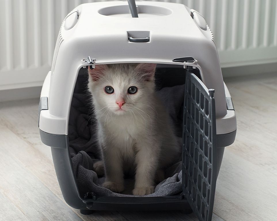 Small white fluffy cat in pet carrier traveling with cat