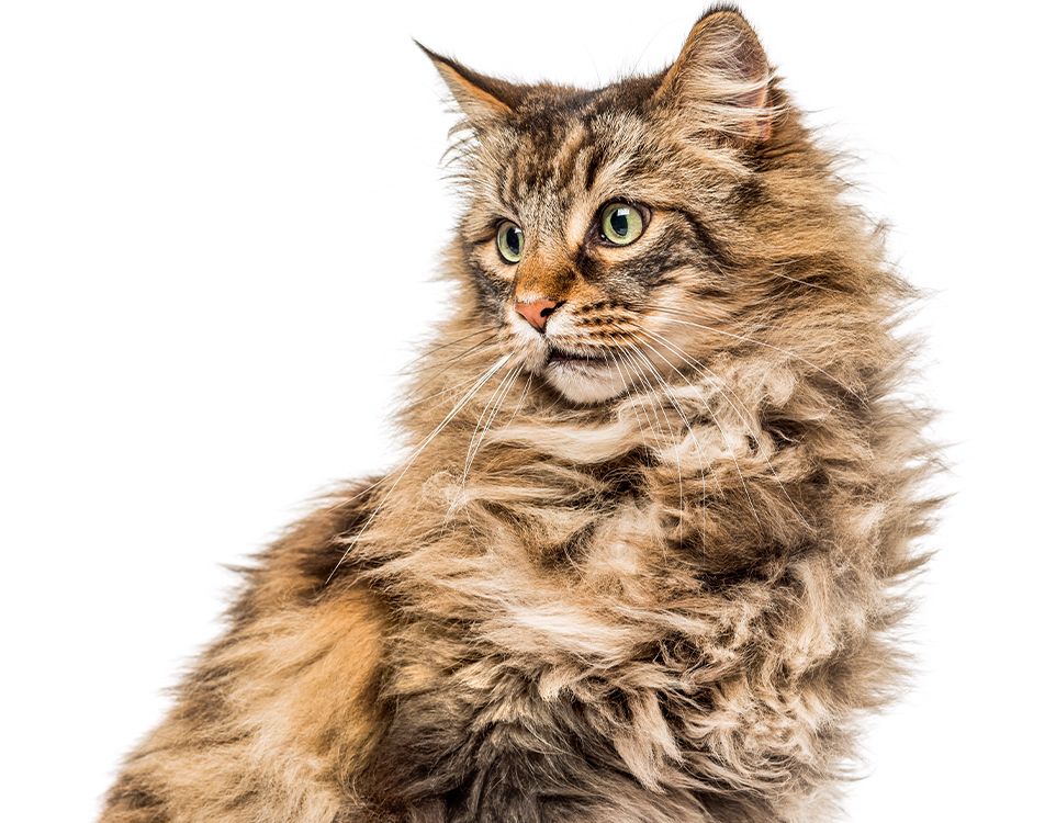 furry adult cat on white background