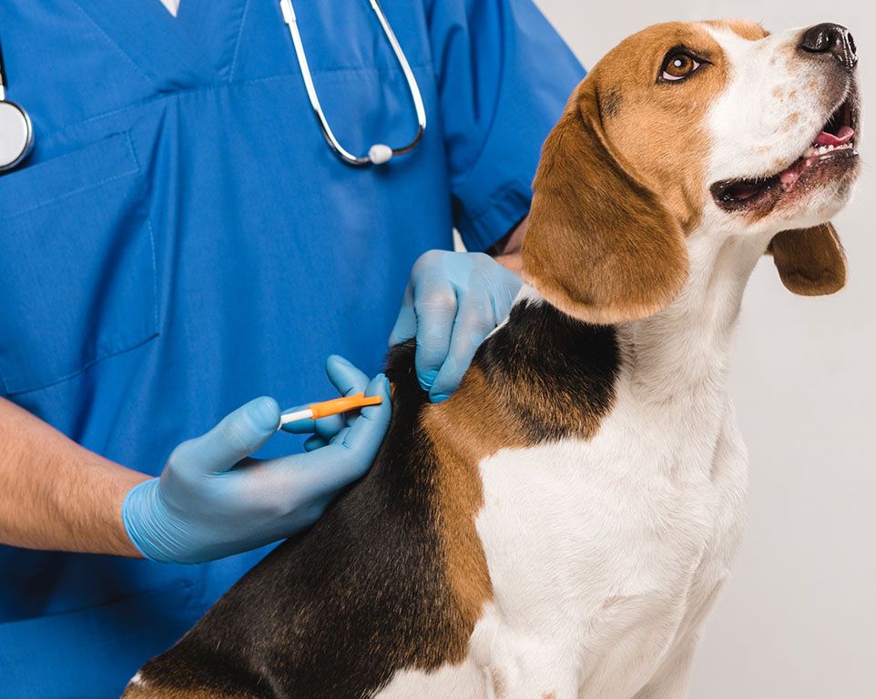 vet microchipping beagle puppy