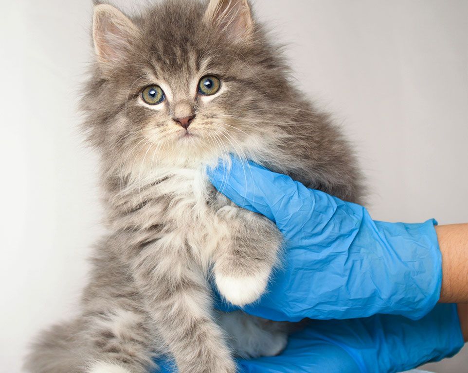 grey persian kitten at doral vet clinic