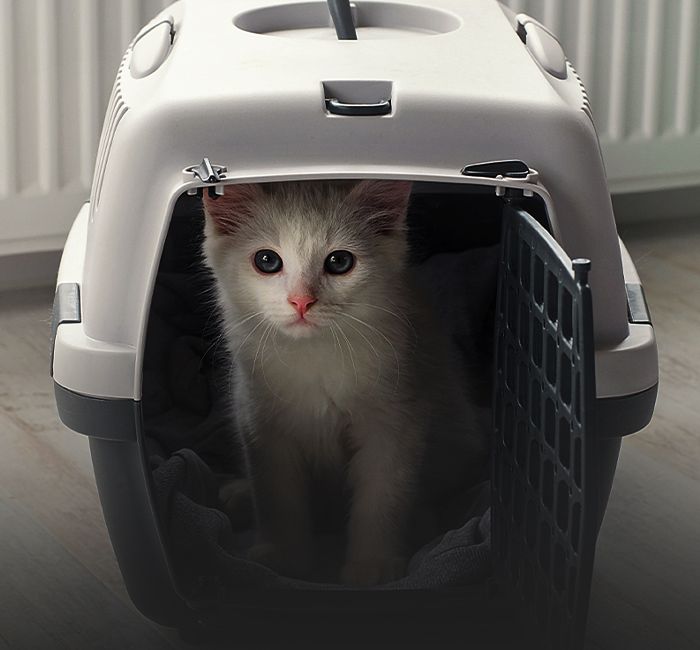 Small white fluffy cat in pet carrier traveling with cat