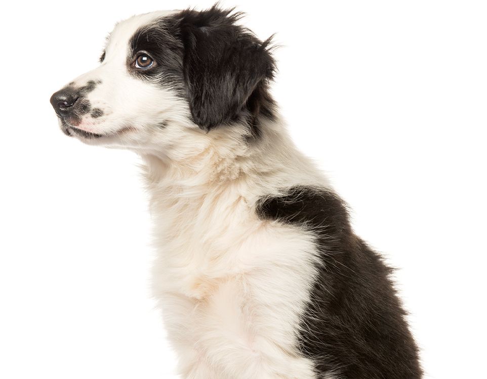 black and white border collie puppy on white background