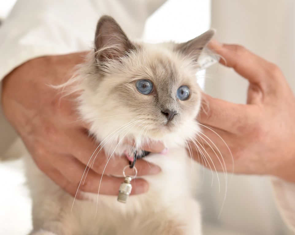 small kitten being vaccinated