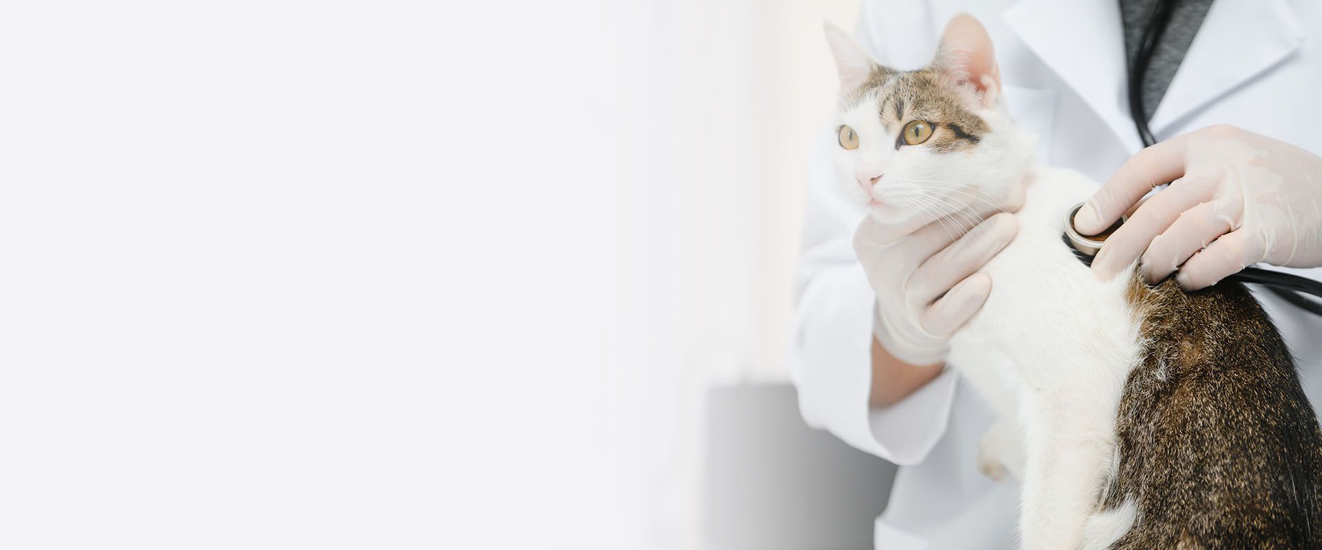 veterinarian doctor checking cat