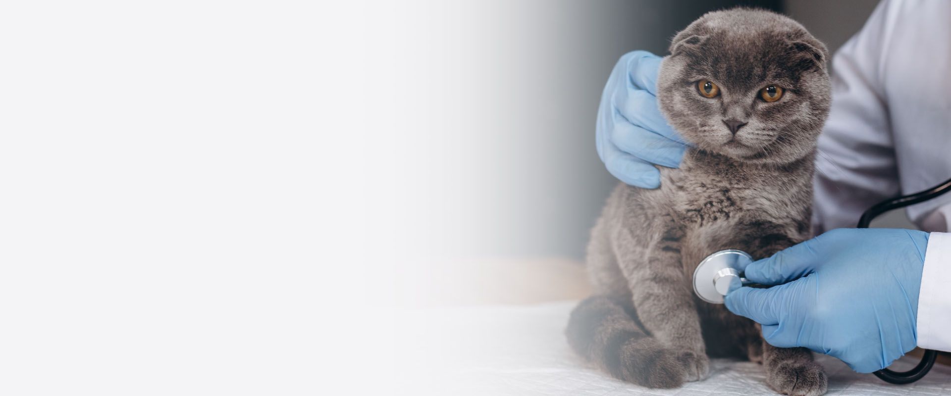 veterinarian listening cat with stethoscope